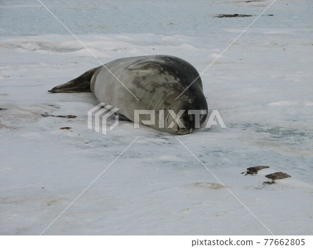 睡在海冰上的威德爾海豹 睡在海冰上的威德爾海豹 77662805