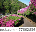 杜鵑路 77662836