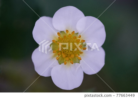 草莓花 草莓花 77663449
