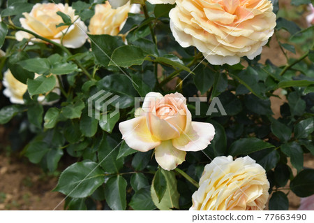 淡粉色的春天玫瑰 77663490