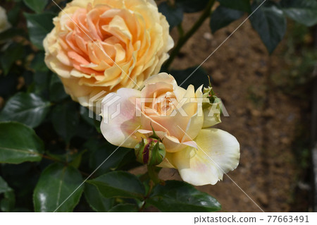 淡粉色的春天玫瑰 77663491