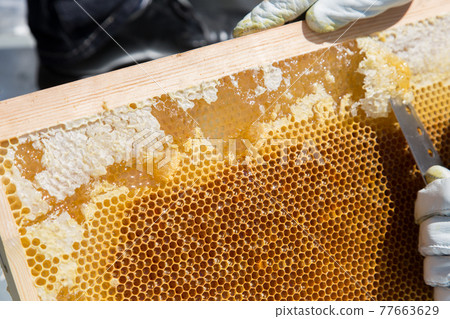 蜂蜜系列 蜂蜜系列 77663629