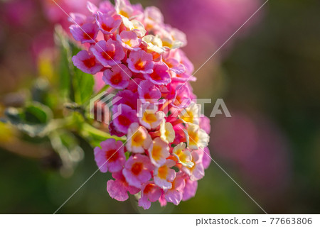 Small pink and white flowers Lantana Camara 77663806