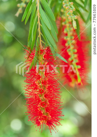 Red bottlebrush flower plant or Crimson Bottlebrush. The tropical evergreen is originally native to Australia 77663809