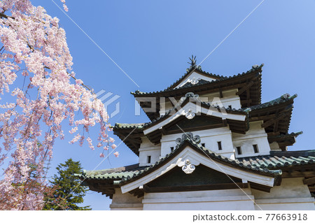 [Aomori Prefecture] Hirosaki Castle castle tower and cherry blossoms 77663918
