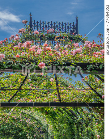 Spring roses in the garden Spring roses in the garden 77664052