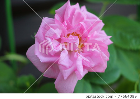 Rose Queen Damask Rose Rose Queen Damask Rose 77664089