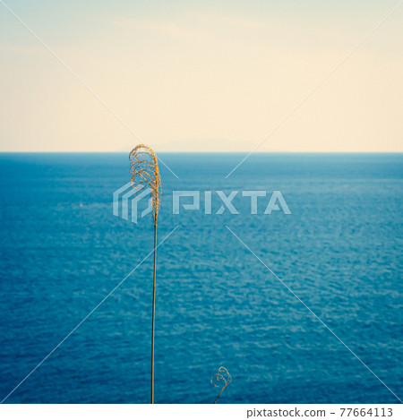 Straight horizon and dead grass Straight horizon and dead grass 77664113