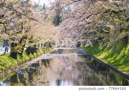 [Aomori Prefecture] Hirosaki Castle moat and cherry blossoms 77664188