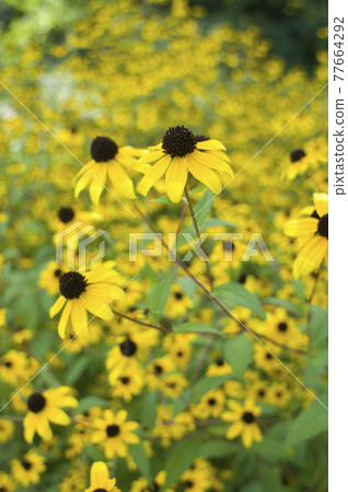 黃金菊的黃色花朵盛開。學名是 Rudbeckia triloba ‘Takao’ 77664292