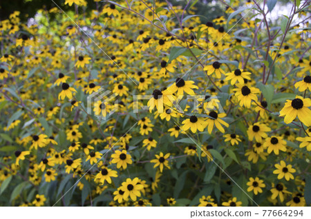 黃金菊的黃色花朵盛開。學名是 Rudbeckia triloba ‘Takao’ 77664294