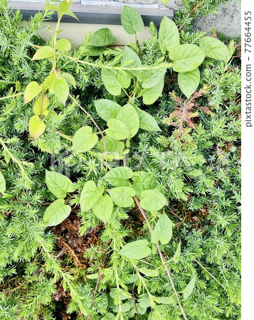 Early summer Green 77664455