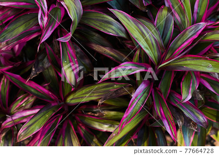 亮葉植物（Corgiline Terinaris）的葉子 77664728