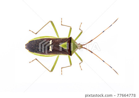 Image of green legume pod bug(Hemiptera) isolated on white background. Animal. Insect. Image of green legume pod bug(Hemiptera) isolated on white background. Animal. Insect. 77664778