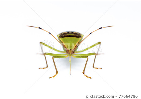 Image of green legume pod bug(Hemiptera) isolated on white background. Animal. Insect. Image of green legume pod bug(Hemiptera) isolated on white background. Animal. Insect. 77664780