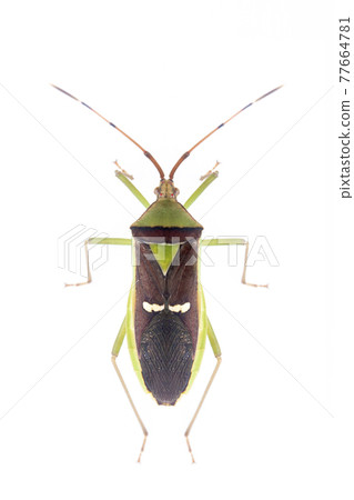 Image of green legume pod bug(Hemiptera) isolated on white background. Animal. Insect. 77664781