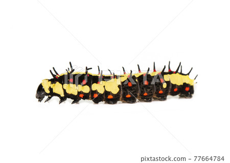 Image of caterpillars of common mime isolated on white background. Animal. Insect. 77664784