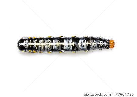 Image of caterpillar of moth isolated on white background. Animal. Insect. 77664786