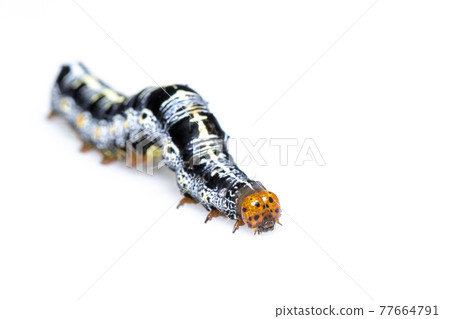 Image of caterpillar of moth isolated on white background. Animal. Insect. 77664791