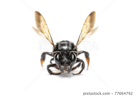 Image of fire tail resin bee isolated on white background. Animal. Insect. Image of fire tail resin bee isolated on white background. Animal. Insect. 77664792