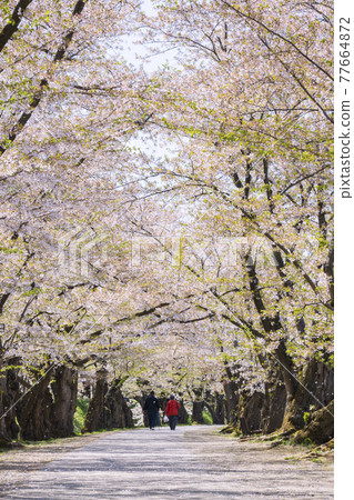 [Aomori Prefecture] Hirosaki Park Sakura Tunnel 77664872