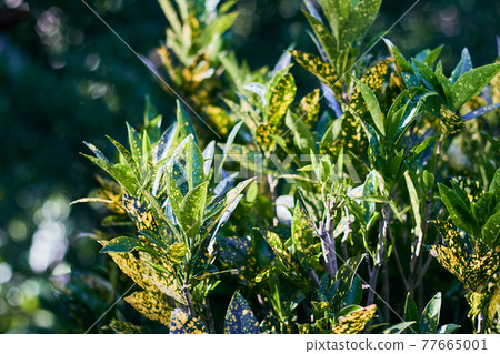 Croton leaves 77665001