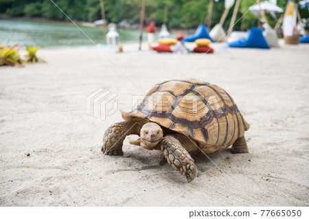 big green sea turtle on Phuket beach big green sea turtle on Phuket beach 77665050