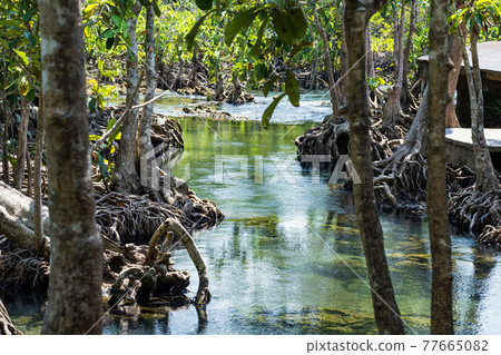 Mangrove tree along lake at Tha Pom, Krabi 77665082
