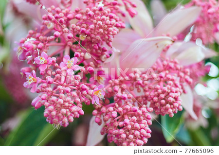 Medina Magnifica 77665096