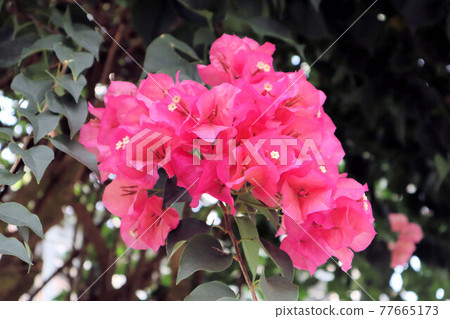 Bougainvillea (Bougainvillea) Bougainvillea (Bougainvillea) 77665173