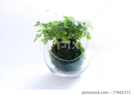 在白色背景上種植的亞洲tam苔蘚球玻璃容器 在白色背景上種植的亞洲tam苔蘚球玻璃容器 77665371