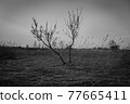 自然 風景 黑白的 77665411