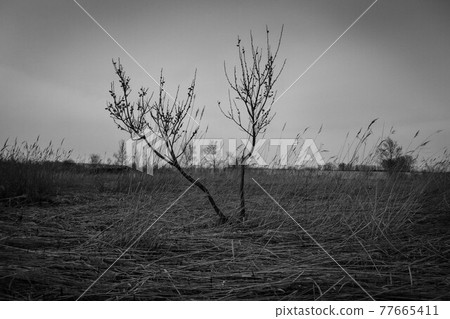 mono, monochrome, phot 77665411