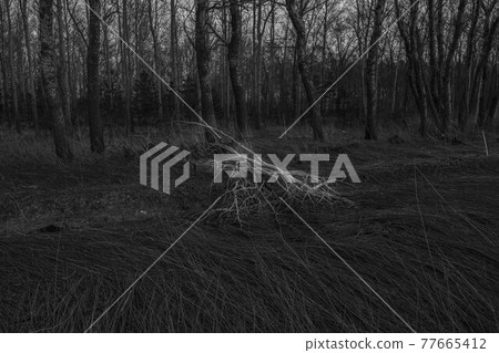 風景 黑白的 黑白 77665412