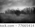 風景 黑白的 黑白 77665414