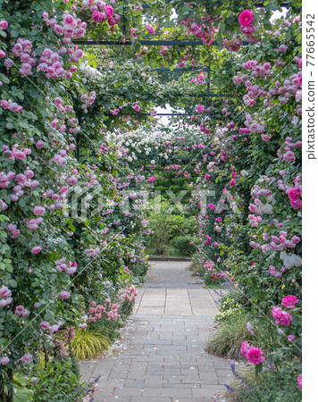 Roses blooming in the hill park with a view of the harbor Roses blooming in the hill park with a view of the harbor 77665542