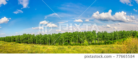 Birch grove and field Birch grove and field 77665584