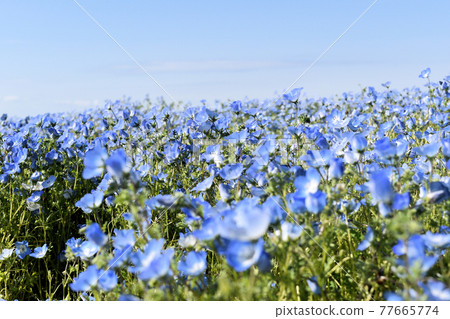 Nemophila competition between the blue sky and full bloom 77665774