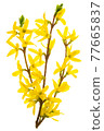 Isolated branch of blooming forsythia flowers on a white background. PNG file with transparent background. 77665837