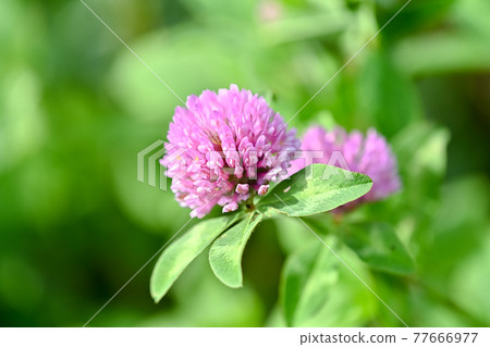 Red clover 77666977