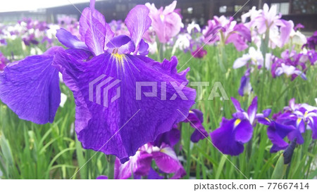 鳶尾花 鳶尾花 77667414