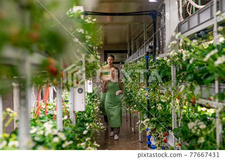 A woman and a man walking along aisle inside vertical farm 77667431