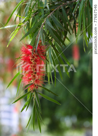 Flowering of bottle brush tree 77667546