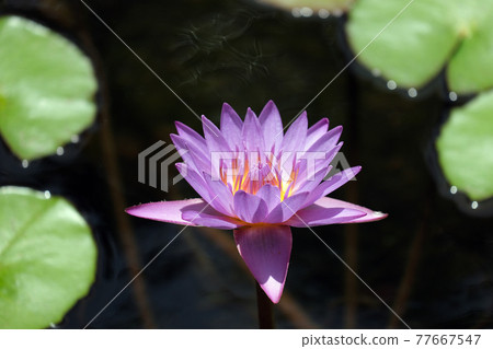 Blooming blue nymphea closeup (Lat. - nymphaea caerulea) Blooming blue nymphea closeup (Lat. - nymphaea caerulea) 77667547