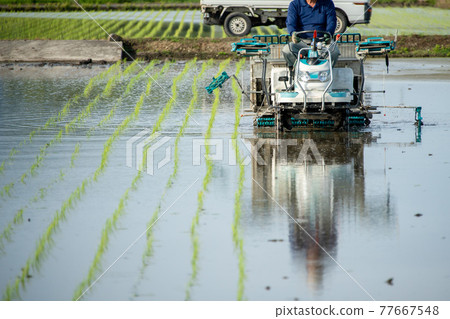 水稻種植 77667548