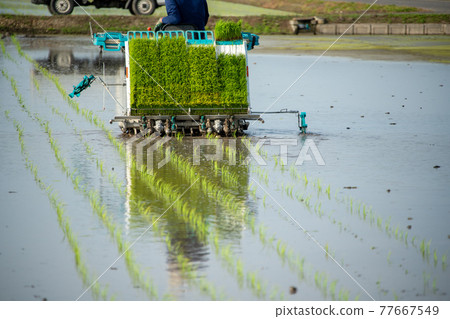 水稻種植 77667549