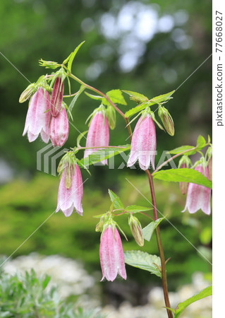 Red-purple firefly black 77668027