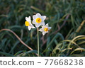 Narcissus 77668238