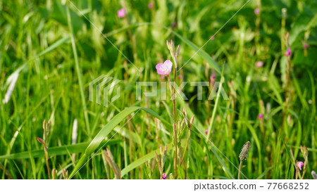 Red-and-white Yu 77668252