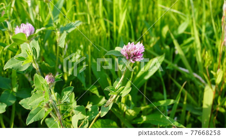 Murasakitetsukusa 77668258